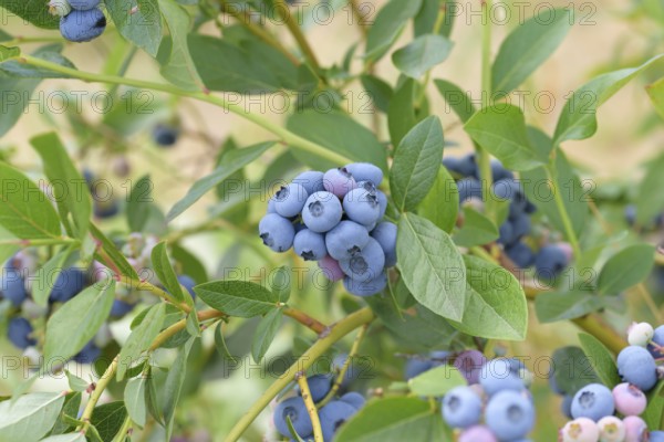 Blueberry (Vaccinium corymbosum 'Patriot'), Bundessorteamt, Marquardt testing centre, Marquardt, Brandenburg, Germany, Europe