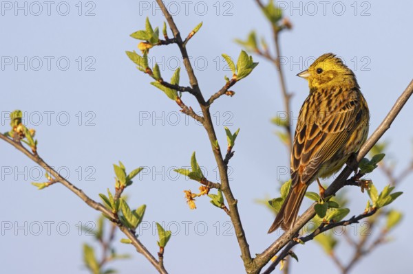 Yellowhammer (Emberiza citrinella) Bruant jaune, Escribano Cerillo, Ast, branch, Ormoz area, Ormoz, Podravska, Slovenia, Europe
