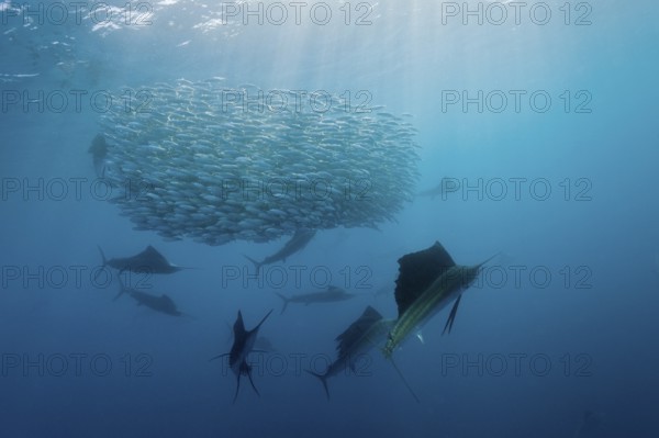 Atlantic fanfish hunting sardines, Istiophorus albicans, Isla Mujeres, Yucatan Peninsula, Caribbean, Mexico, Central America