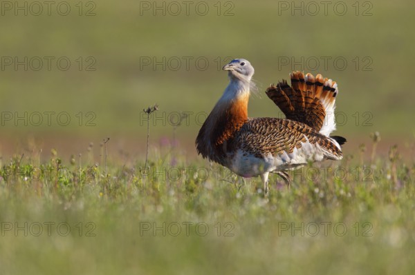 Great bustard (Otis tarda), Outarde barbue, Avutarda Común, Spain, Toledo, Hides De Calera / Great Bustard, Calera Y Chozas, Castilla La Mancha / Toledo, Spain, Europe