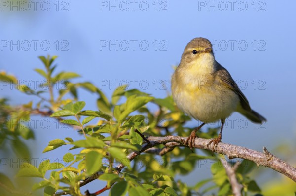 Willow Warbler, Willow Warbler, Phylloscopus trochilus, Pouillot fitis, Mosquitero Musical, Bad Dürkheim district, Erpolzheim, Rhineland-Palatinate, Germany, Europe