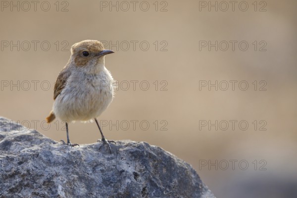 Arabian wheatear, Arabian wheatear, (Oenanthe lugentoide, Middle East, Oman, Jabal Samhan, Salalah, Dhofar, Oman, Asia