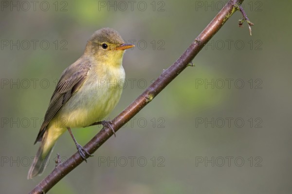 Yellow Warbler, Icterine Warbler, Hippolais icterina, Hypolaïs ictérine, Zarcero Icterino, Worms, Rhineland-Palatinate, Germany, Europe