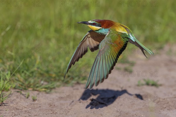 Bee-eater, (Merops apiaster), flight photo, Tiszaalp-r, Kiskuns-gi National Park, B-cs-Kiskun, Hungary, Europe