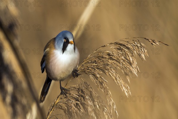 Bearded reedling (Panurus biarmicus), Federsee lake, Baden-Württemberg, Federal Republic of Germany