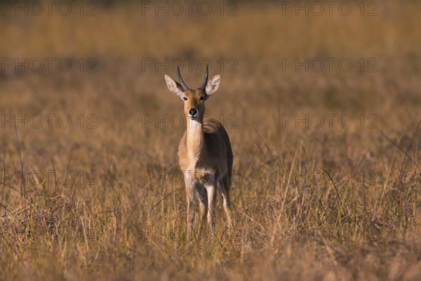 Bohor reedbuck (Redunca redunca) mll Botswana, Botswana, Africa