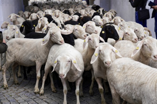 Mörnsheim in the Gailach Valley, Altmühltal nature park Park, Upper Bavaria, Bavaria, Germany, A large flock of sheep is led close together through a cobbled alley, accompanied by passers-by, lamb drive, Mörnsheim, Bavaria, Germany, Europe