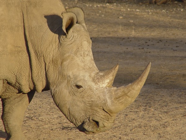 White rhinoceros (Ceratotherium simum)