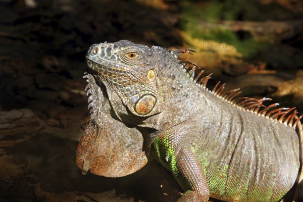 Iguana from mexico profile portrait head detail