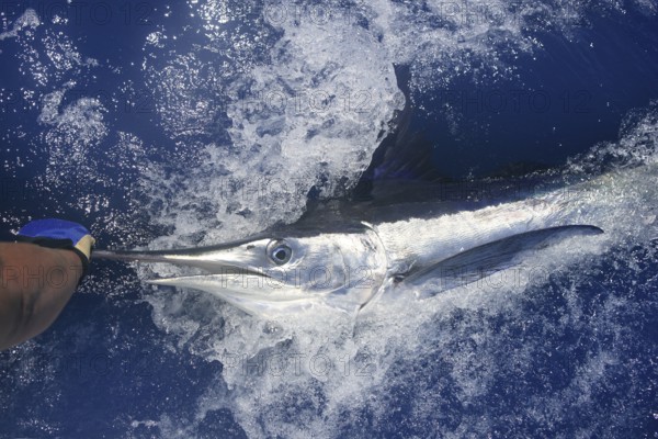Beautiful white marlin real bill fish on atlantic water sport fishing