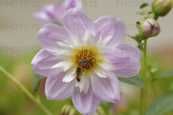 Honey bees (Apis mellifera) visiting autumn anemone (Anemone hupehensis), Schwäbisch Hall, Hohenlohe, Heilbronn-Franken, Baden-Württemberg, Germany, Europe