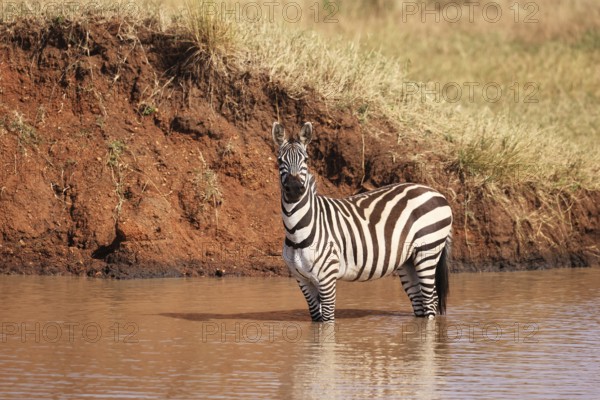 Burchell's Zebras at a Waterhole in Ikoma, near Serengeti National Park, Tanzania, East Africa, Africa