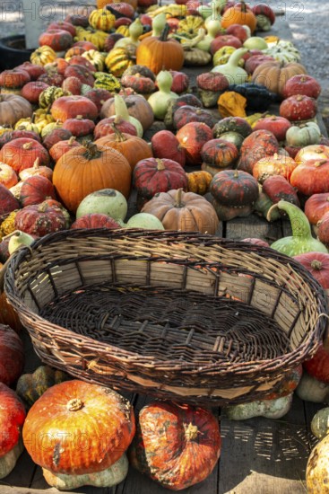 Variety of many pumpkins on the market. Different types pumpkins arranged on wooden table. Pumpkin background. Halloween graphic resources