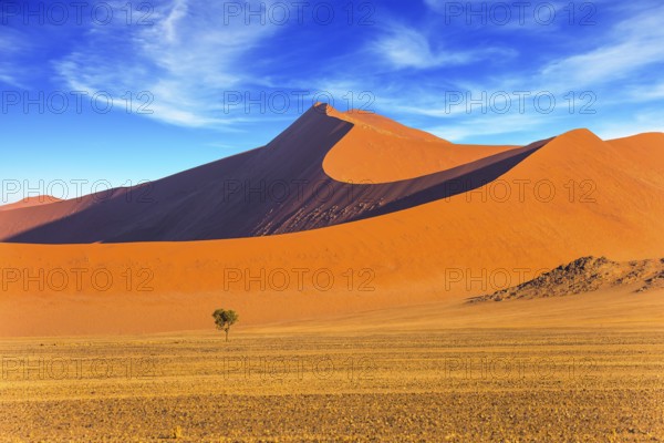 Small lonely tree in a vast desert. Orange, purple and yellow dunes of the Namib desert. The concept of extreme and exotic tourism. Namibia, South Africa, Africa