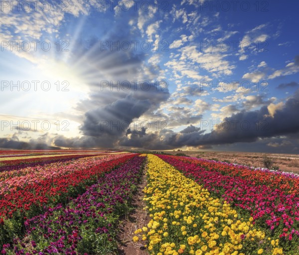 Field of multi-colored decorative buttercups - ranunculus. Flowers planted with broad bands of bright colors - red, yellow and pink