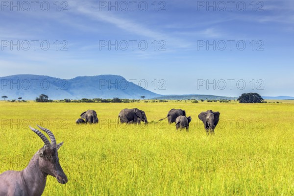 Beautiful herbivore - Antelope Roan and herd of elephants in the grassy savannah. The famous Masai Mara Reserve in Kenya. Africa. The concept of ecological, exotic and photo tourism