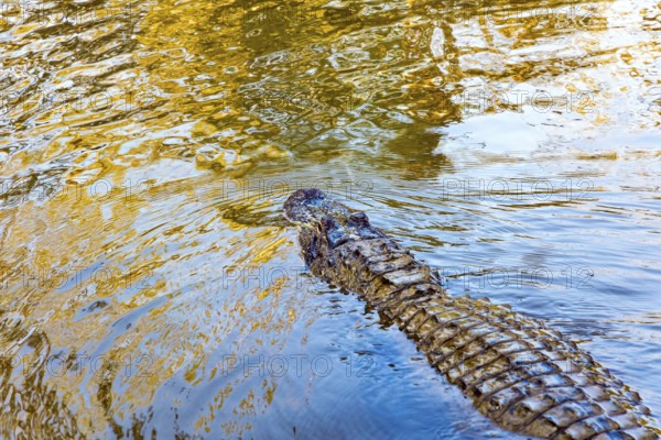 Sad alligator. Swamps of Louisiana. Rich wildlife in the New Orleans area. Boat excursion to the protected areas of the Mississippi Basin. Journey to America