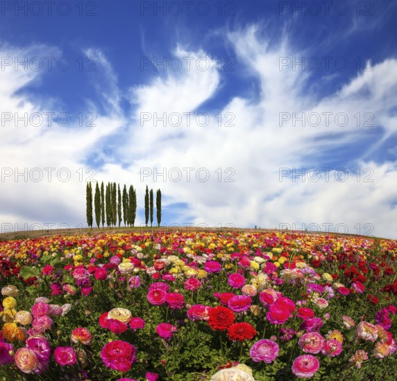 Warm spring day. Away visible cypress alley. Bright festive multi-color blooming field of buttercups