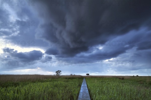 Wooden path on swamp to observation tower, Nieuwe Statenzijl, Netherlands