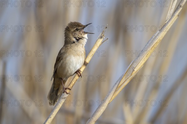 Reed warbler, Locustella luscinioides, sings, sits in reeds, reed stalk