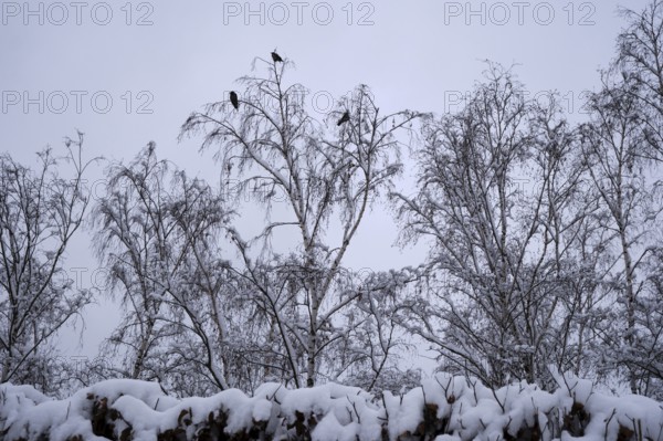 Germany, Berlin, 14.02.2025, Mauerpark, crows, trees, Europe