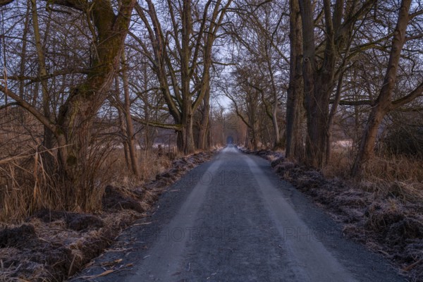 Path through an old avenue. Trees in a winter landscape with ice and frost in a nature reserve. Gravel road or dirt track at sunrise in Mönchbruch, Frankfurt, Germany, Europe