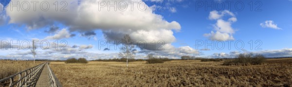 Panoramic photo of the Federseesteg with blue sky and white clouds, reeds, moor landscape, Bad-Buchau, Upper Swabia, Baden-Württemberg, Germany, Europe