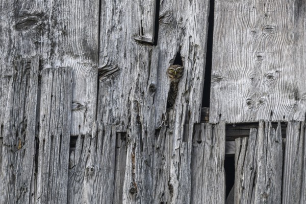 Little Owl (Athene noctua) in a barn looking out. Bas-Rhin, Collectivite europeenne d'Alsace, Grand Est, France, Europe