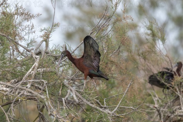 Glossy Ibis (Plegadis falcinellus) in a nesting colony in spring. Saintes Maries de la Mer, Parc naturel regional de Camargue, Arles, Bouches du Rhone, Provence Alpes Cote d'Azur, France, Europe