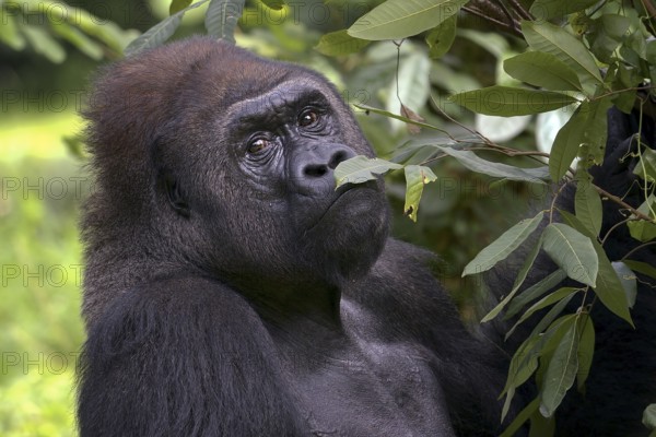 Lowland silverback gorilla close up face
