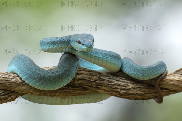 The white-lipped pit viper, is a venomous pit viper species endemic to Southeast Asia