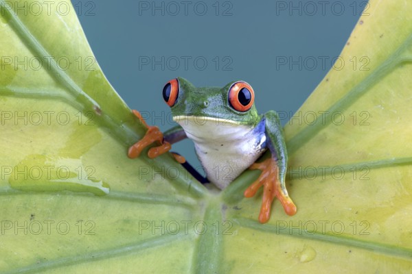 Red-eyed tree frog on yellow leaf