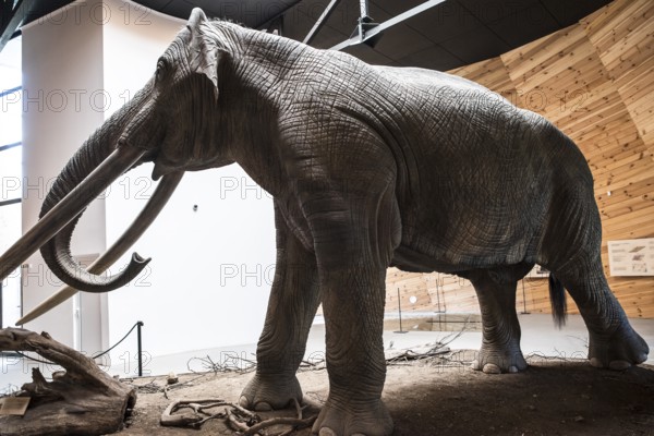 Model of mastodon in real stature