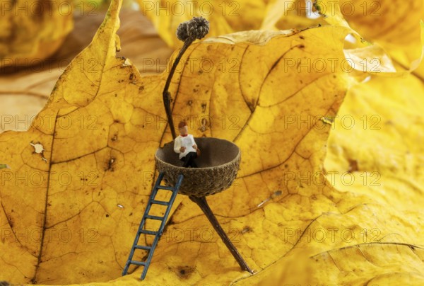Man resting and reading newspaper in a acorn cab with autumn leaves as background