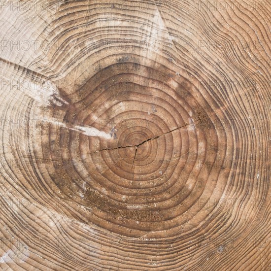 A tree trunk cut with chainsaw