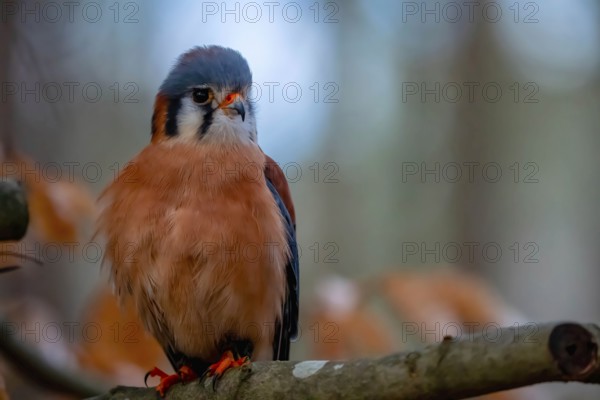 The American kestrel (Falco sparverius), also called the sparrow hawk, is the smallest and most common falcon in North America