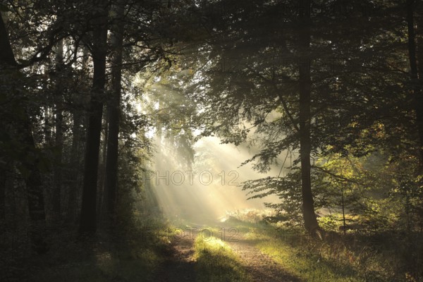 The sun's rays fall on a forest path on a foggy autumn morning