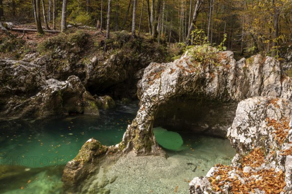 A stream flowing through the beautiful Mostnica Gorge in the Triglav National Park, located in the Julian Alps in Slovenia