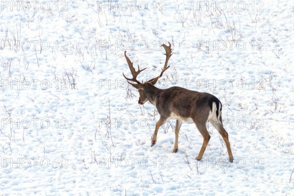 Fallow deer buck snow winter landscape (Dama Dama)