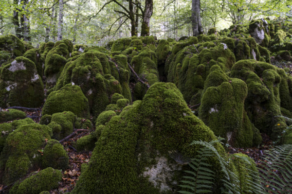 Beech forest near Lizarrusti, Alleko Tour, (SL-Gi 2004), Aralar natural park, Guipuzcoa-Navarra, Spain, Europe
