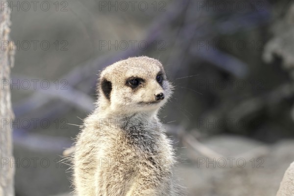 A single meerkat stands curiously in the open with a blurred background, meerkat or suricate (Suricata suricatta), captive, occurring in southern Africa