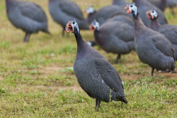 Guinea-fowls in Gourdon, Lot department, Occitanie, France, Europe
