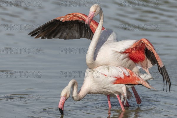 Greater Flamingo couple mating in courtship (Phoenicopterus roseus) in a swamp in spring. Saintes Maries de la Mer, Parc naturel regional de Camargue, Arles, Bouches du Rhone, Provence Alpes Cote d'Azur, France, Europe