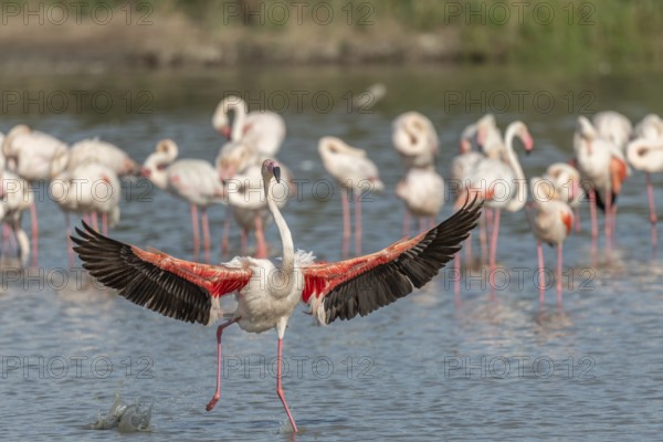 Greater Flamingos (Phoenicopterus roseus) landing in a swamp. Saintes Maries de la Mer, Parc naturel regional de Camargue, Arles, Bouches du Rhone, Provence Alpes Cote d'Azur, France, Europe