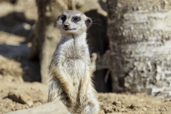 Suricata standing on a guard. Curious meerkat (Suricata suricatta)