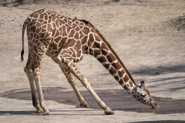 One giraffe drinking water in the dry landscape