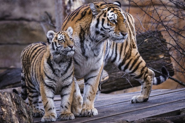 Siberian tiger with cub, Panthera tigris altaica