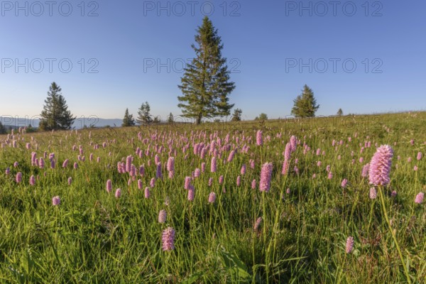 Beautiful wildflower meadow with knotweed Common bistort on the field of fire in the Vosges in France