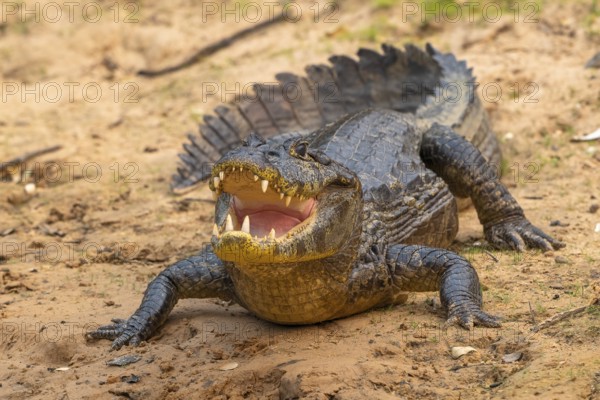 Spectacled caiman (Caiman crocodilus yacara), Crocodile (Alligatoridae), crocodile (Crocodylia), frontal, Pantanal, inland, wetland, UNESCO Biosphere Reserve, World Heritage Site, wetland, Mato Grosso, Brazil, South America