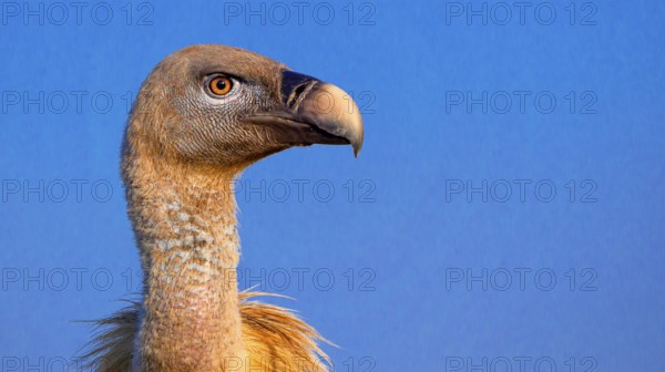 Eurasian Griffon Vulture, Gyps fulvus, Castilla y Leon, Spain, Europe